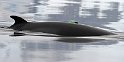 2013-02-13 Antarctic minke 0390